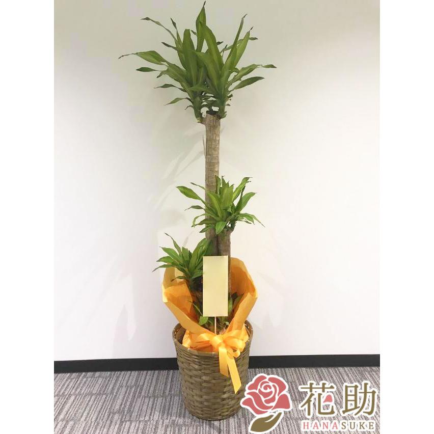 最も好ましい マッサン 観葉 植物 1908 風水 観葉 植物 マッサン