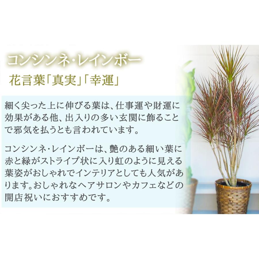 おしゃれな鉢カバー付き観葉植物 コンシンネ レインボー フラワーコンシェルジュが厳選した花屋の観葉植物 000円 Oka000 Ks R 花助yahoo 店 通販 Yahoo ショッピング