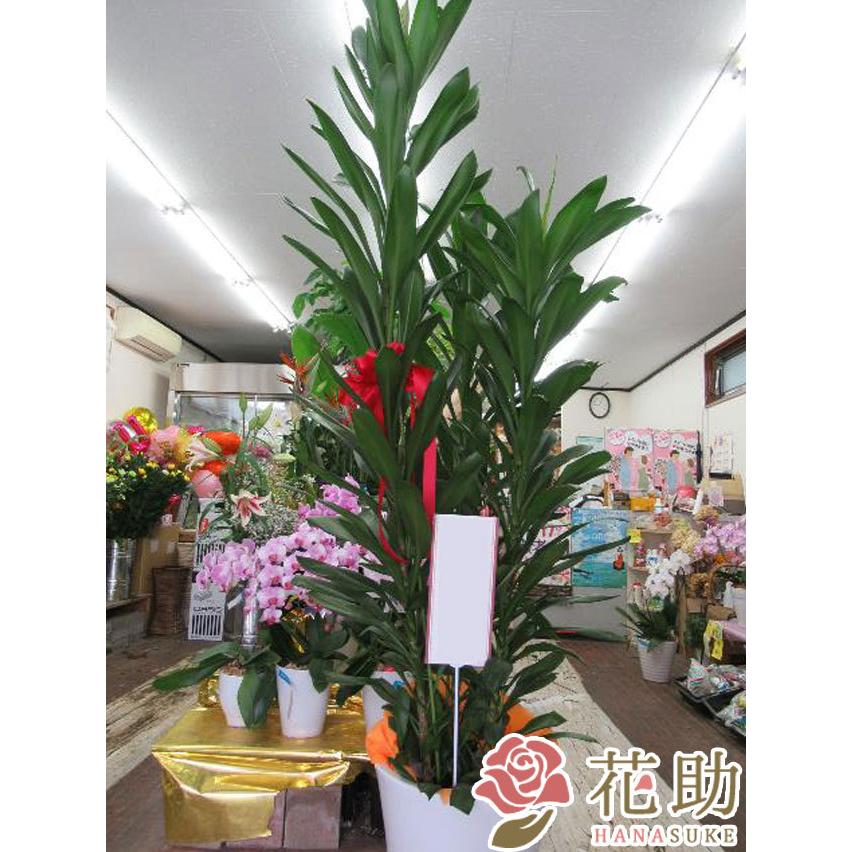 【陶器鉢入り】おまかせ観葉植物　30000円｜hanasuke-hana｜04