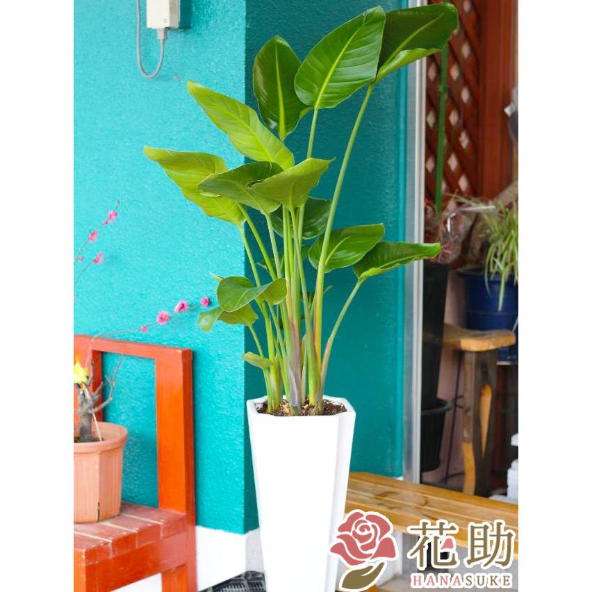 【陶器鉢入り】おまかせ観葉植物　30000円｜hanasuke-hana｜06