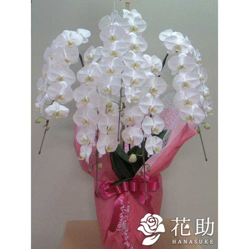 注目ブランド お花屋さんから手渡し届け 送料 名札 画像無料 全国配達 送料無料 フラワーコンシェルジュが厳選した花屋の胡蝶蘭5本立ち 45輪以上 梅 円 時間指定不可 Apollo Lens Fr