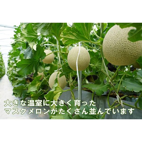 メロン 贈答 プレゼント 渥美半島 健康な土から生まれた渥美産高級