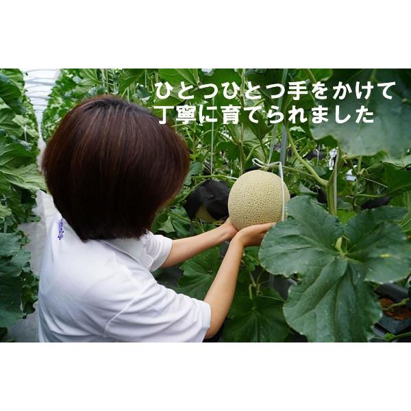 メロン 贈答 プレゼント 渥美半島 健康な土から生まれた渥美産高級