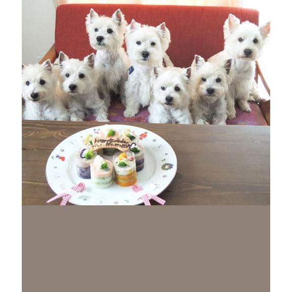 ペット用 犬 おやつ ごはん 無添加 マグロと紫芋のテリーヌ 2個入 ご褒美 誕生日 ケーキ 通販 Ft02 はなとしっぽ 通販 Yahoo ショッピング