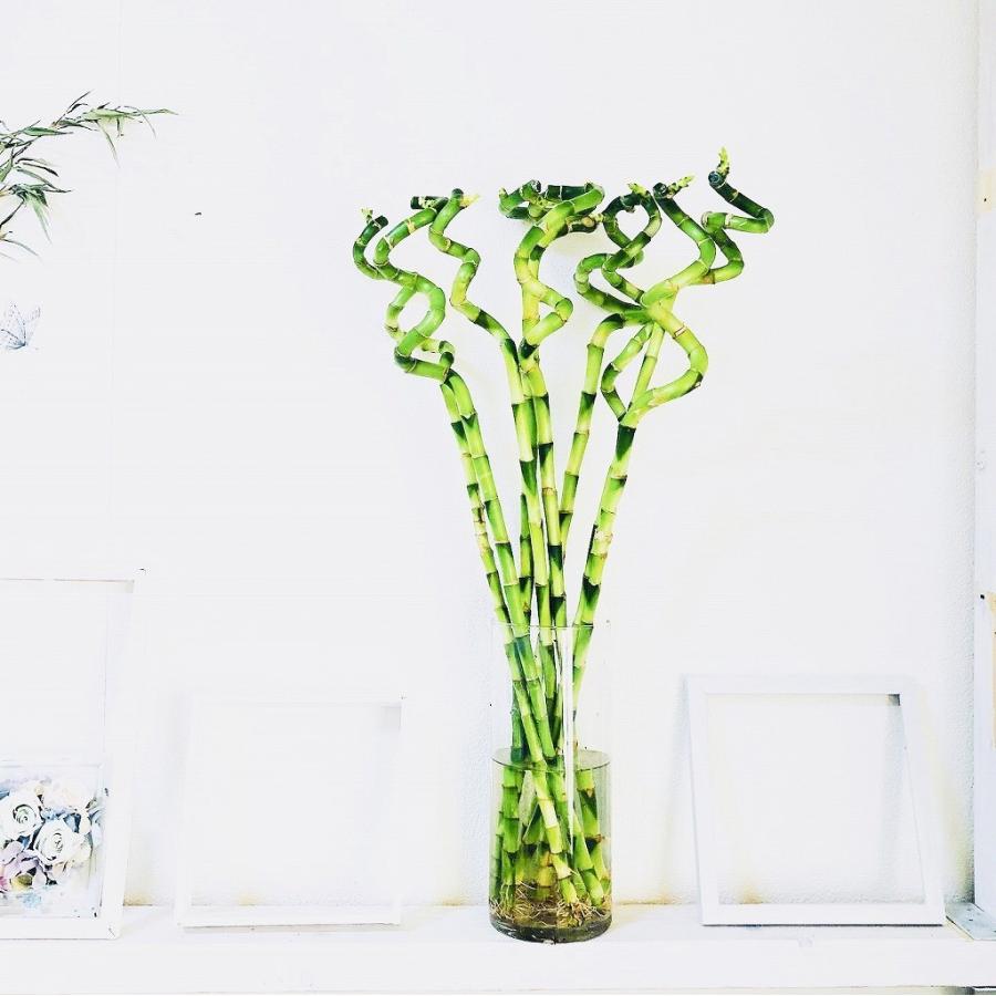 Swarovski ミリオンバンブー スワロフスキー置物・アクセサリー専門店 ☆プラネタリウム☆