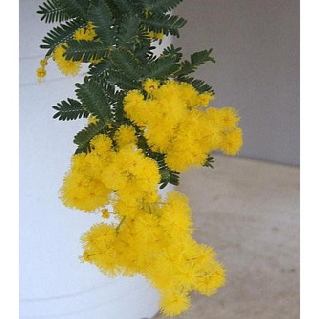 再値下げ 銀葉アカシア たくさん開花します セール 本店は