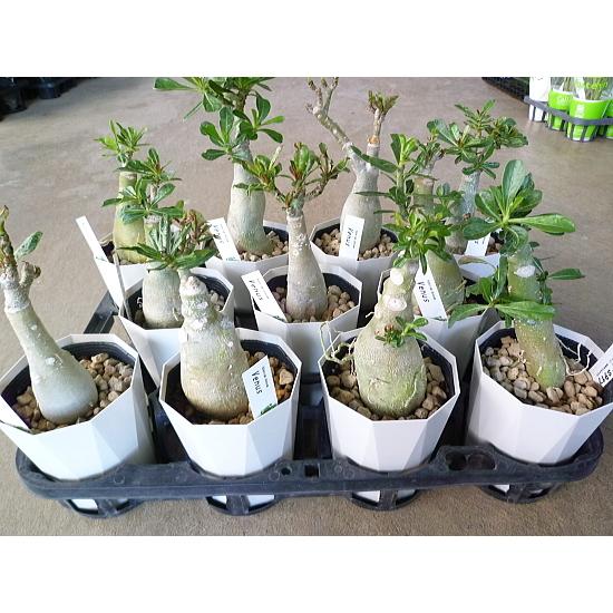 アデニウム 花型 花色不明 ４号 Adenium 2 緑の風yamashoku ヤフー店 通販 Yahoo ショッピング