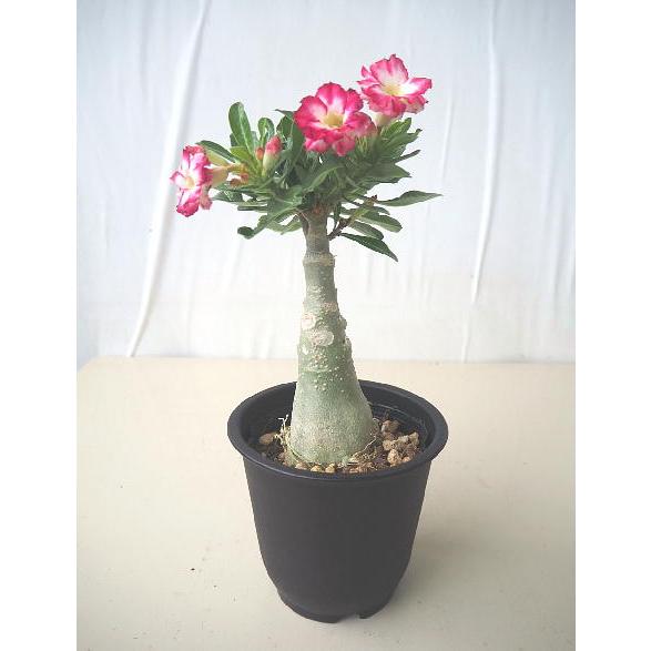 変わり花 接ぎ穂してあります アデニウム 現品販売 タイプａ ５号 Adenium Kawarizaki A 緑の風yamashoku ヤフー店 通販 Yahoo ショッピング