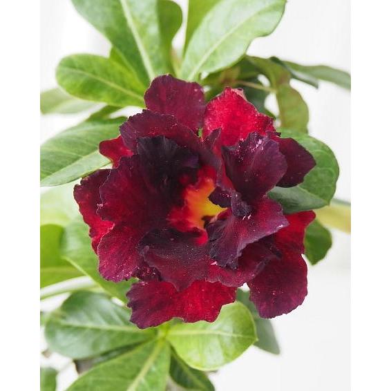 変わり花 ２色接ぎ穂してあります アデニウム 現品販売 タイプｃ ５号 Adenium Kawarizaki C 緑の風yamashoku ヤフー店 通販 Yahoo ショッピング