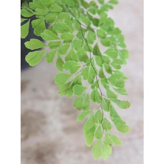アジアンタム ミクロフィラ 2 5 3号 Adiantum Mikurofira3 緑の風yamashoku ヤフー店 通販 Yahoo ショッピング