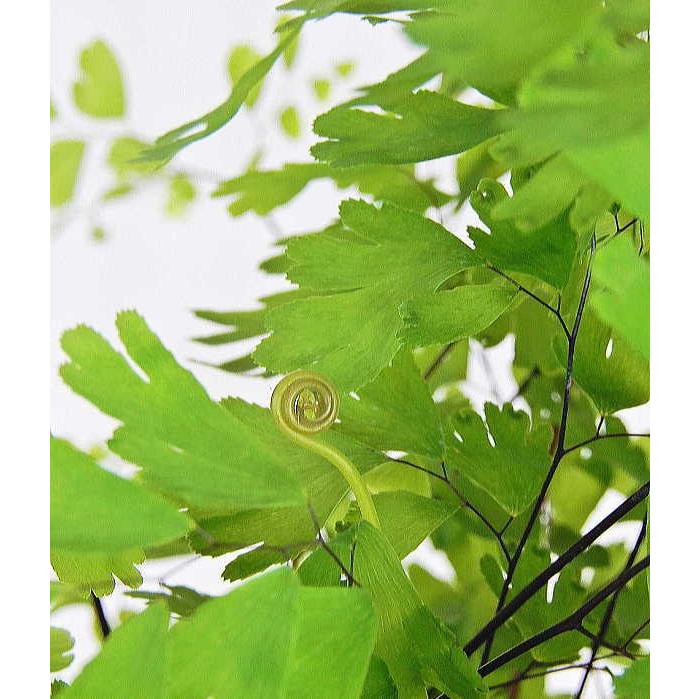 アジアンタム ４号 Adiantum Size4 緑の風yamashoku ヤフー店 通販 Yahoo ショッピング