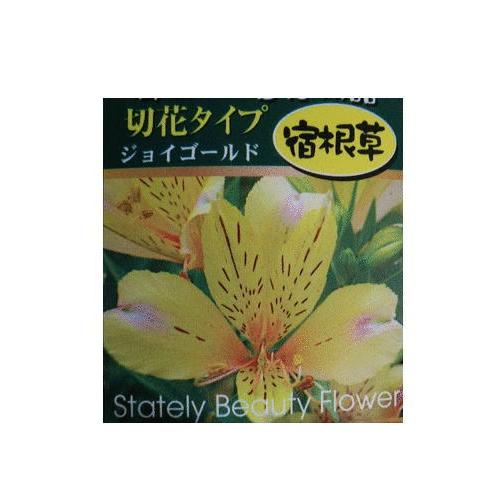 アルストロメリアの苗 ジョイゴールド ３ ５号 Alstroemeria Joygold 緑の風yamashoku ヤフー店 通販 Yahoo ショッピング