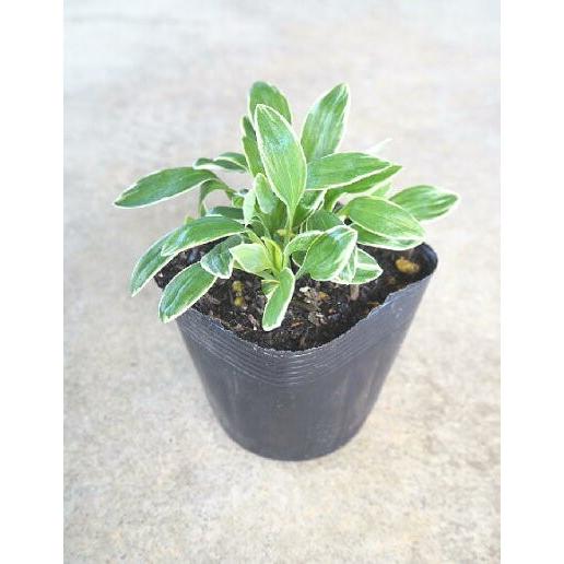 アルストロメリアの苗 スズサクラ 3 5号 Alstroemeria Suzusakura 緑の風yamashoku ヤフー店 通販 Yahoo ショッピング