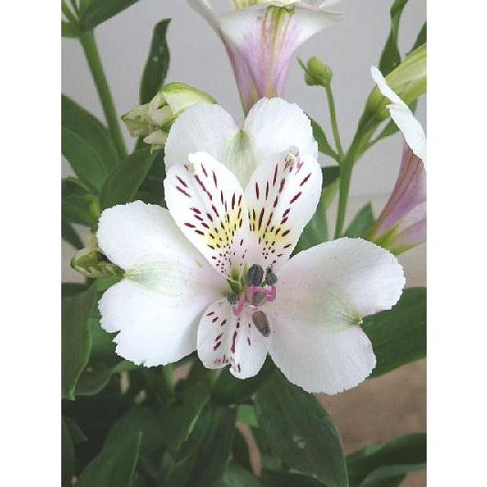 アルストロメリアの苗 ホワイトスター 3 5号 Alstroemeria Whitestar 緑の風yamashoku ヤフー店 通販 Yahoo ショッピング