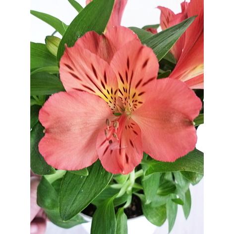 アルストロメリア Coloritaシリーズ Eliane Orange 6号 Arusutoromeria Eliane Oran 緑の風yamashoku ヤフー店 通販 Yahoo ショッピング