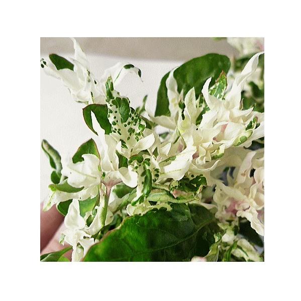 アルテルナンテラ エンジェルレース ３号 Aruterunanntera Angellace 緑の風yamashoku ヤフー店 通販 Yahoo ショッピング