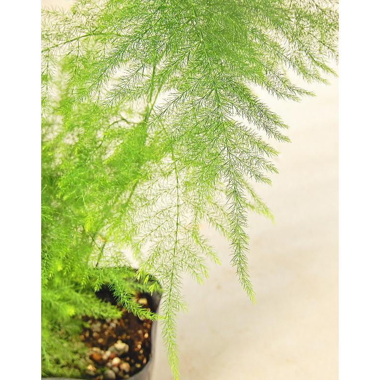 アスパラガス ナナス 2 5 3号 人気 Asparagus Nanas Size3 緑の風yamashoku ヤフー店 通販 Yahoo ショッピング