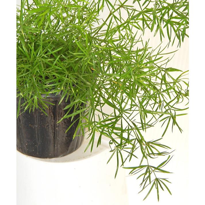 アスパラガス スプレンゲリー 3 3 5号 観葉植物 受賞店舗 3 3 5号