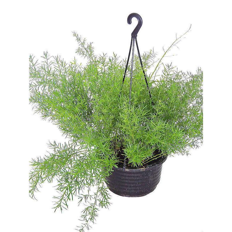 アスパラガス スプレンゲリー 6号吊り鉢 観葉植物 人気 Asparagus Sprengeri Size6 緑の風yamashoku ヤフー店 通販 Yahoo ショッピング