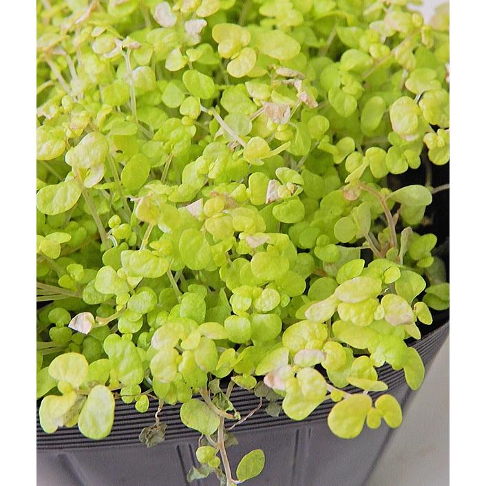 ベビーズティアーズ ライム ２ ５ ３号 Babiestears Lime Size3 緑の風yamashoku ヤフー店 通販 Yahoo ショッピング