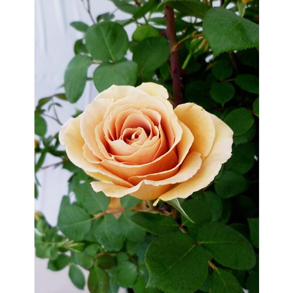 バラ つる薔薇 バタースコッチ 同梱不可 お金を節約 現品販売 ８号