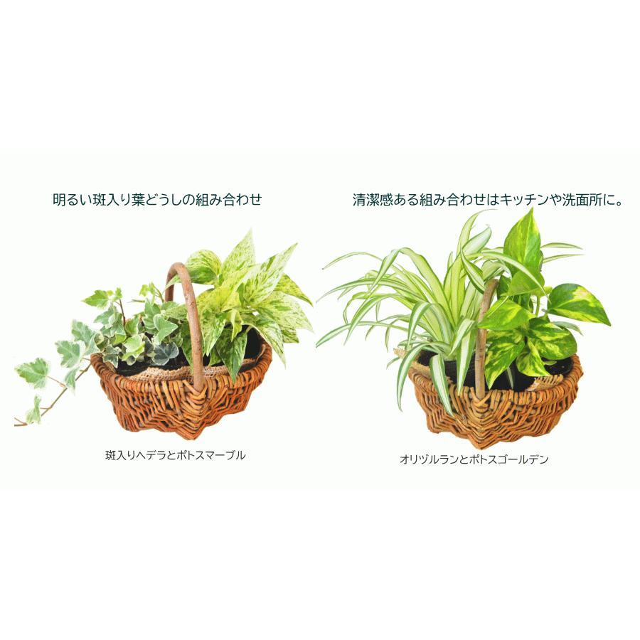 ポトスとの寄せカゴ 小 2ポットセット 爆売り