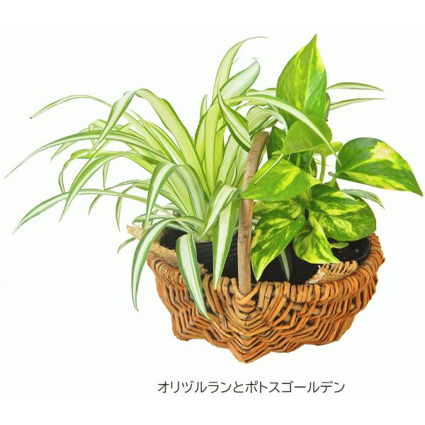 ポトスとの寄せカゴ 小 2ポットセット 爆売り