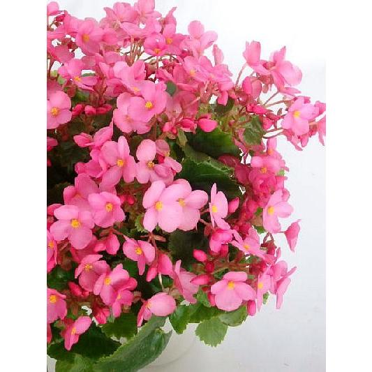 ベゴニア ラブミー ５号 Begonia Loveme5 緑の風yamashoku ヤフー店 通販 Yahoo ショッピング