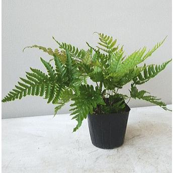 ベニシダ ２ ５ ３号 Benisida 緑の風yamashoku ヤフー店 通販 Yahoo ショッピング