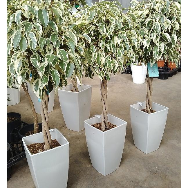 フィカス ベンジャミン Borobudurpedia Id