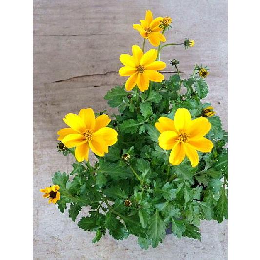 ビデンス ハッピーエンパイア 3 3 5号 Bidens Goldenempire 緑の風yamashoku ヤフー店 通販 Yahoo ショッピング