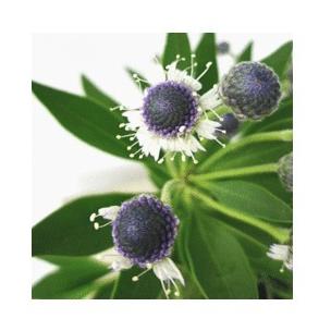 グロブラリア ブルーアイ ３号 Blobularia Blue Eye 緑の風yamashoku ヤフー店 通販 Yahoo ショッピング