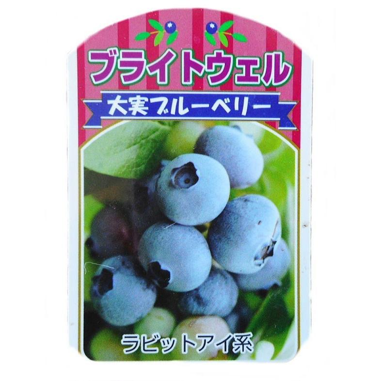 ブルーベリーの苗 ブライトウェル ラビットアイ系 3 5号 Blueberry Brightwell 緑の風yamashoku ヤフー店 通販 Yahoo ショッピング
