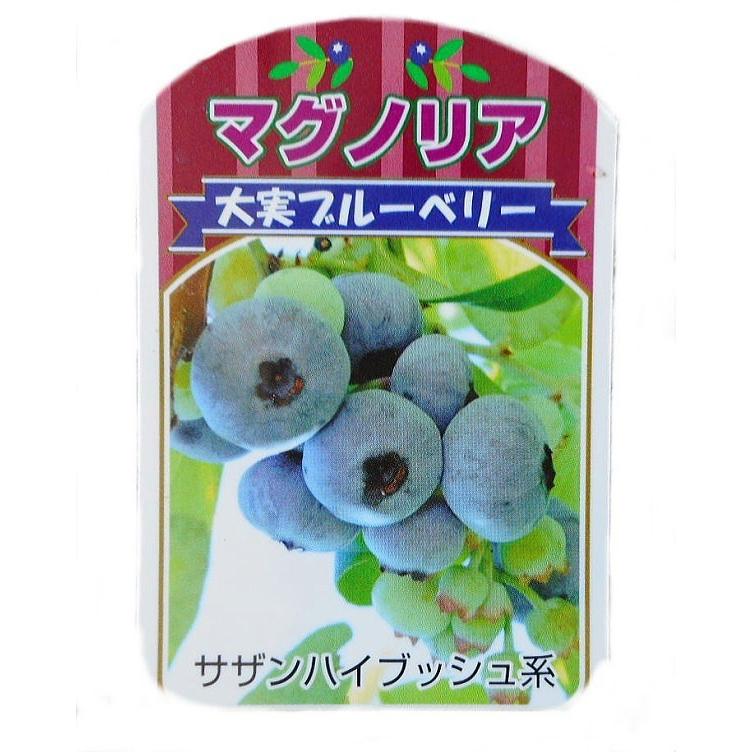 ネコポス1点まで ブルーベリー苗 マグノリア大苗 サザンハイブッシュ系 特典なし 花 ガーデニング 苗 Www Writeawriting Com