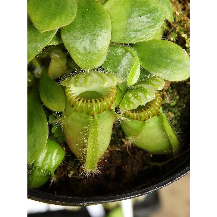 食虫植物 セファロタス ３号 Cephalotus 緑の風yamashoku ヤフー店 通販 Yahoo ショッピング