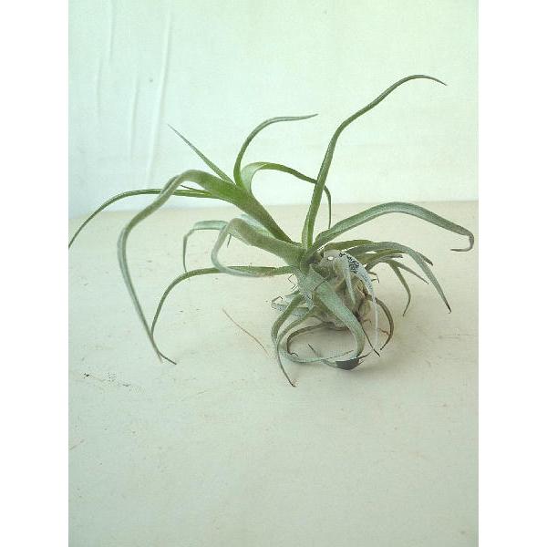 エアプランツ ストレプトフィラ チランドシア Chiranndosia Sutorep 緑の風yamashoku ヤフー店 通販 Yahoo ショッピング