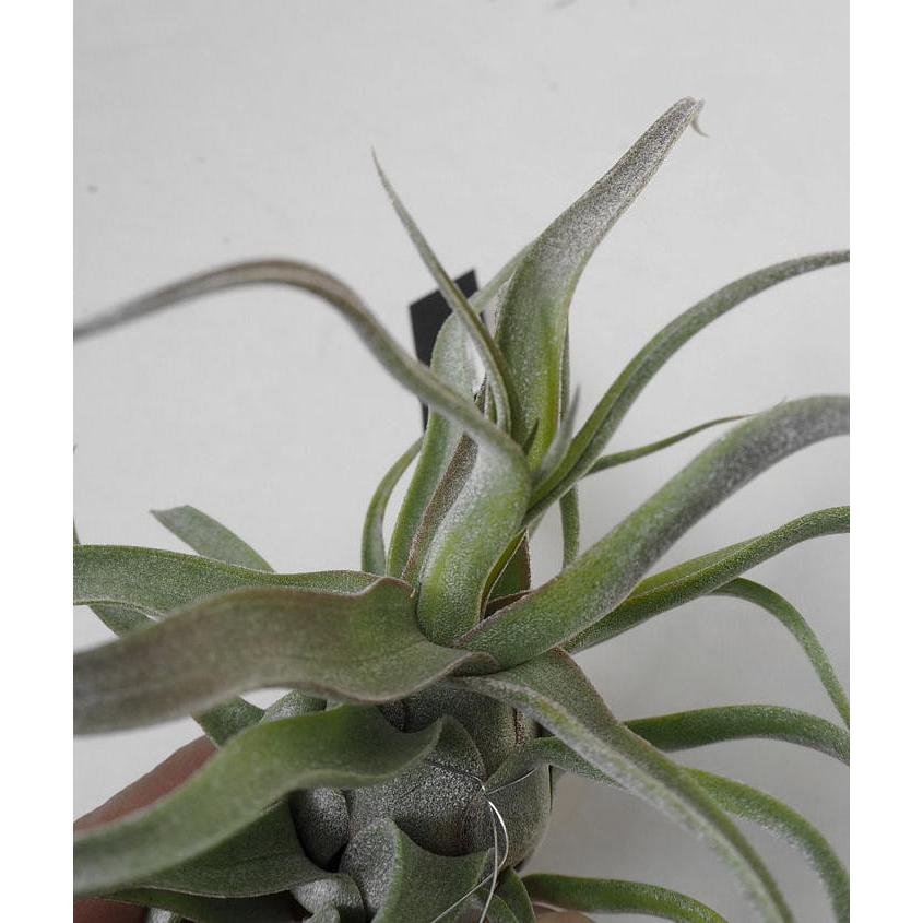 エアプランツ ストレプトフィラ チランドシア Chiranndosia Sutorep 緑の風yamashoku ヤフー店 通販 Yahoo ショッピング