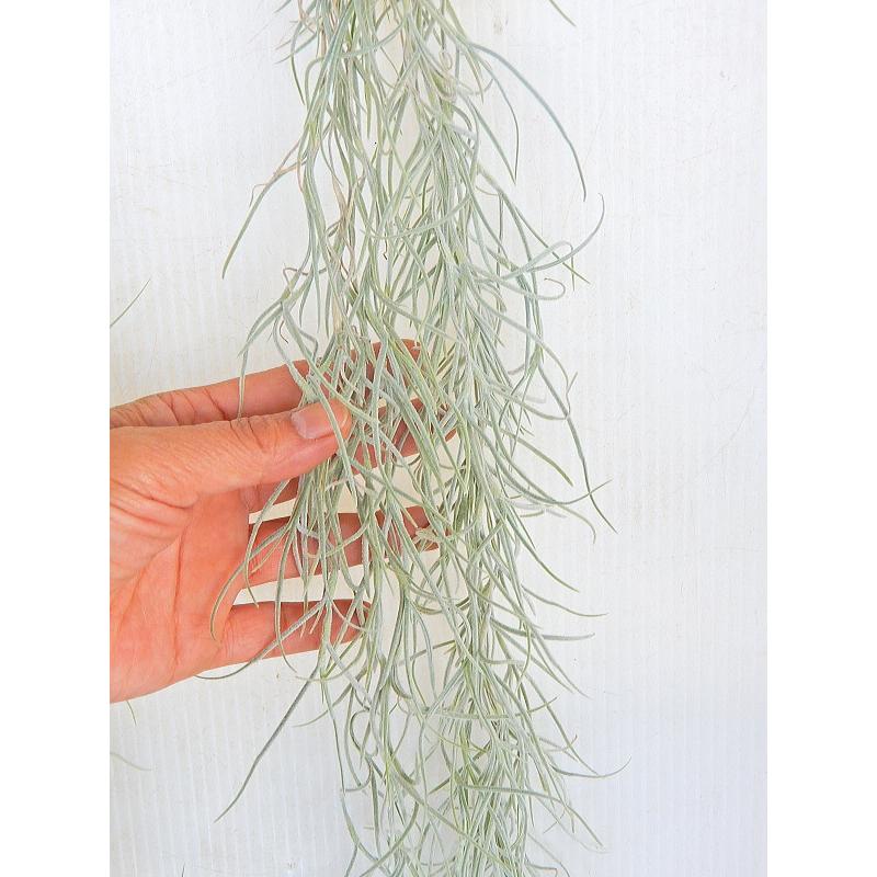 ワケあり特価品 画像ほどボリュームはなく株もとに傷みあります エアプランツ ウスネオイデス 太葉タイプ チランドシア Chiranndosia Usneoides 緑の風yamashoku ヤフー店 通販 Yahoo ショッピング
