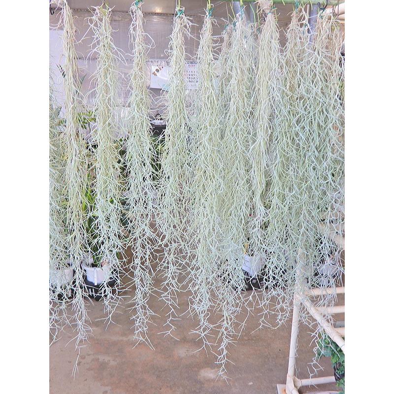 ワケあり特価品 画像ほどボリュームはなく株もとに傷みあります エアプランツ ウスネオイデス 太葉タイプ チランドシア Chiranndosia Usneoides 緑の風yamashoku ヤフー店 通販 Yahoo ショッピング