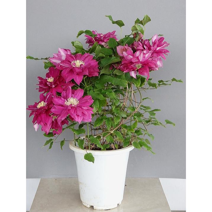 クレマチス レッドスター 5号 Clematis Redstar 緑の風yamashoku ヤフー店 通販 Yahoo ショッピング