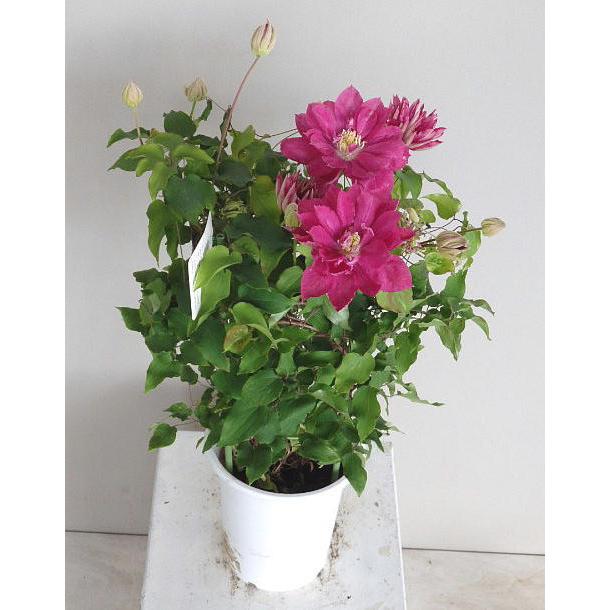 クレマチス レッドスター 5号 Clematis Redstar 緑の風yamashoku ヤフー店 通販 Yahoo ショッピング