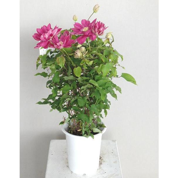 クレマチス レッドスター ５号 Clematis Redstar 緑の風yamashoku ヤフー店 通販 Yahoo ショッピング