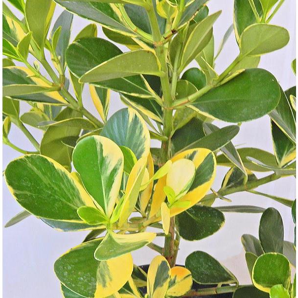 クルシア クルーシャゴム 斑入り 7号鉢 同梱不可 Clusia Variegata 緑の風yamashoku ヤフー店 通販 Yahoo ショッピング