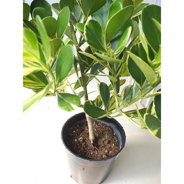 クルシア クルーシャゴム 斑入り 7号鉢 同梱不可 Clusia Variegata 緑の風yamashoku ヤフー店 通販 Yahoo ショッピング