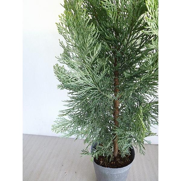 コニファー サマースノー 3 5号 Conifer Summersnow Size3 緑の風yamashoku ヤフー店 通販 Yahoo ショッピング