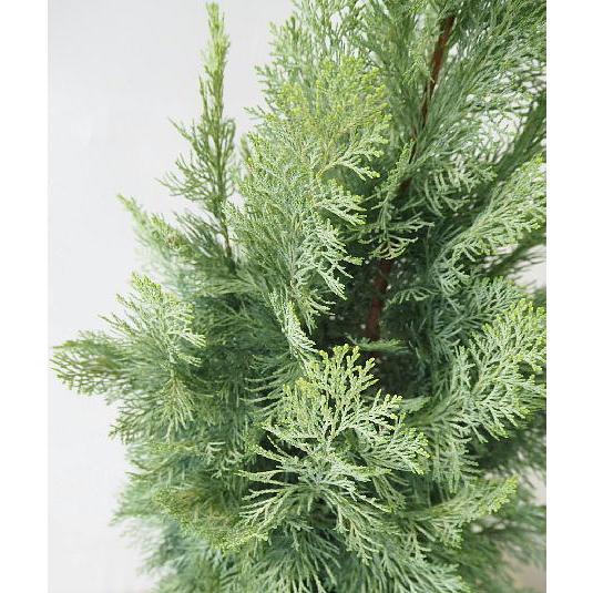 コニファー サマースノー ８号 庭木 植木 常緑樹 Conifer 同梱不可 Conifer Summersnow 緑の風yamashoku ヤフー店 通販 Yahoo ショッピング