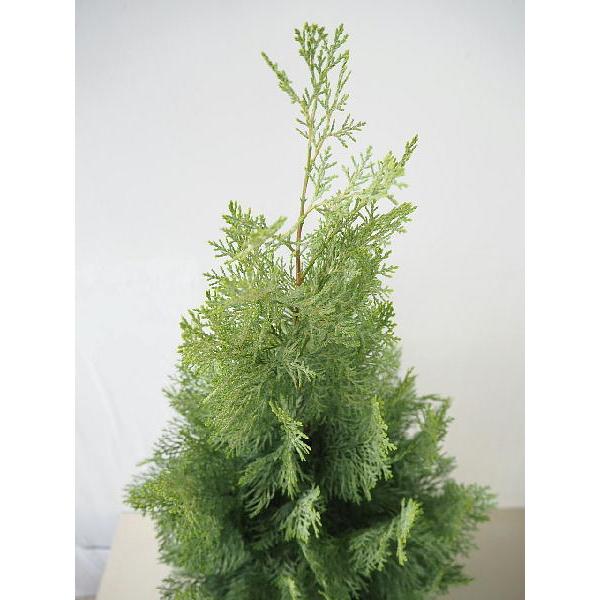 コニファー サマースノー ８号 庭木 植木 常緑樹 Conifer 同梱不可 Conifer Summersnow 緑の風yamashoku ヤフー店 通販 Yahoo ショッピング