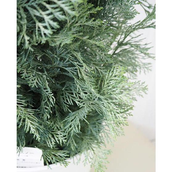 コニファー サマースノー ８号 庭木 植木 常緑樹 Conifer 同梱不可 Conifer Summersnow 緑の風yamashoku ヤフー店 通販 Yahoo ショッピング