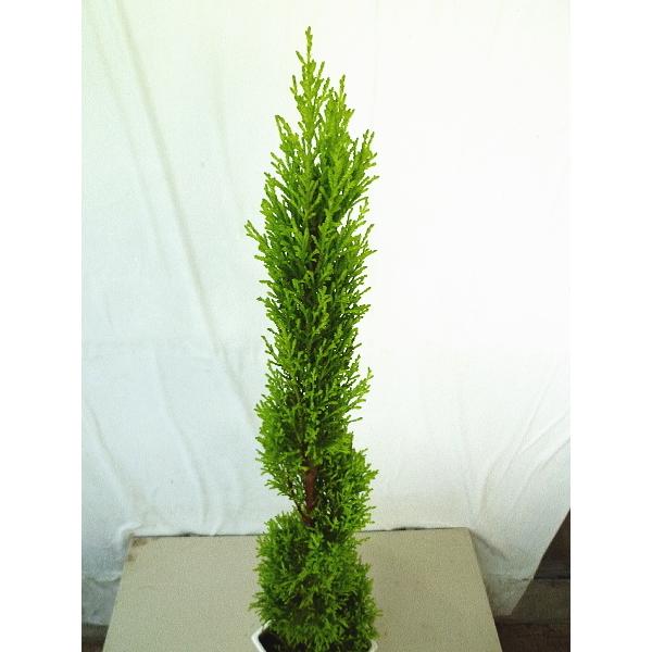 コニファー ゴールドクレスト ウィルマ らせん型 6号鉢 トピアリー 同梱不可 庭木 植木 Conifer Wilma Rasenn 緑の風yamashoku ヤフー店 通販 Yahoo ショッピング