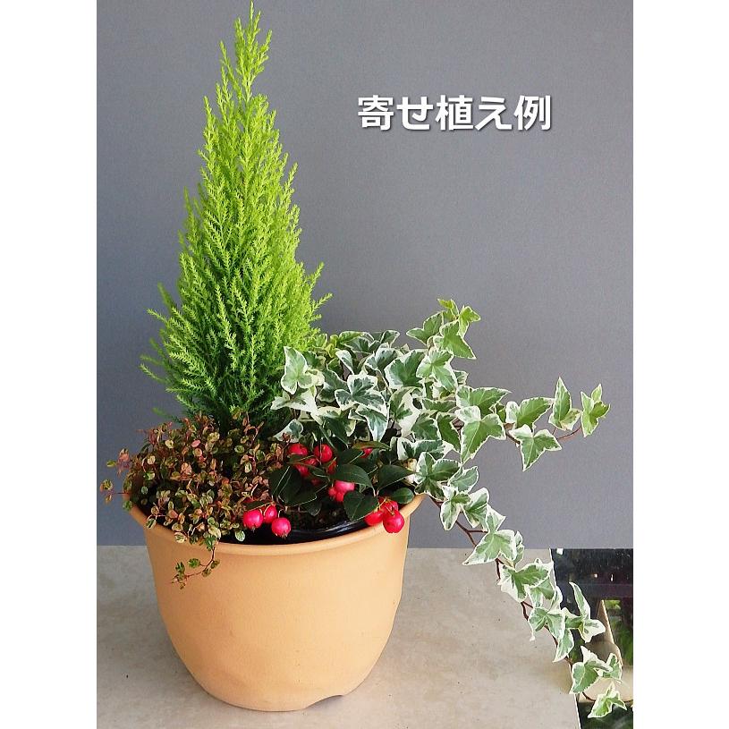 コニファー ゴールドクレスト ウィルマ（3〜3.5号）/ 庭木 植木 常緑樹 Conifer【人気】 :conifer-wilma-size3:緑の風yamashoku  ヤフー店 - 通販 - Yahoo!ショッピング